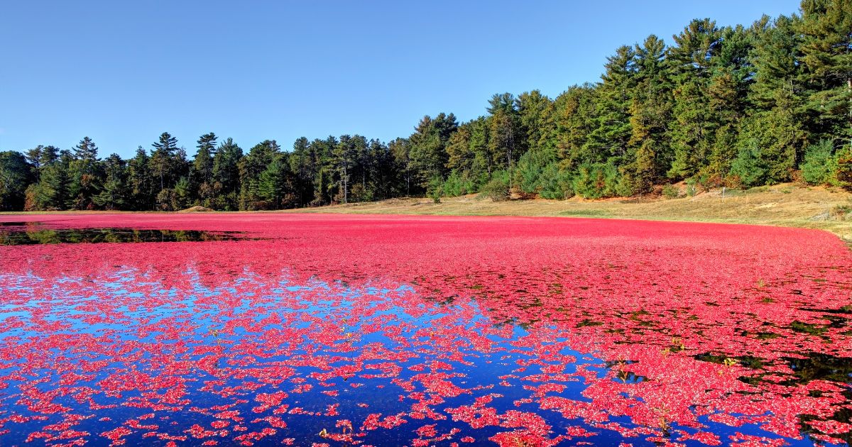 biochar use with specialty crops at cranberry bog