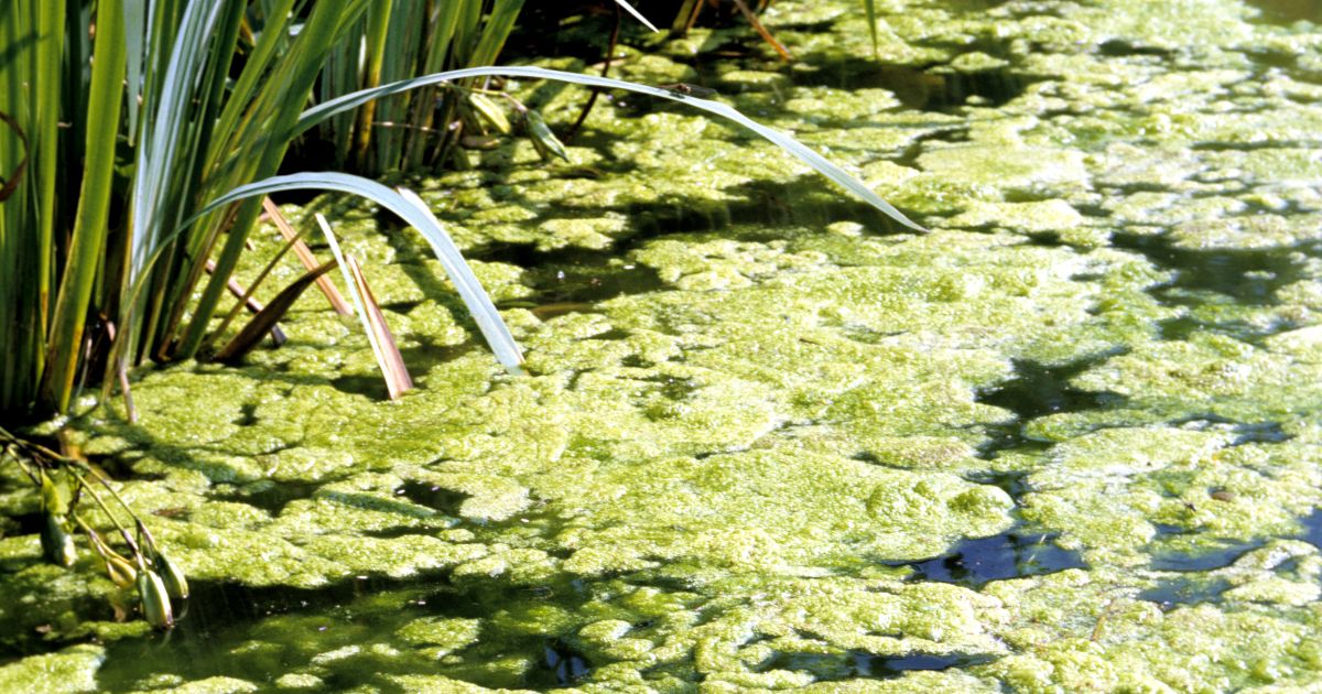 bio dredging pond algae